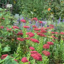 Perennials - red flower