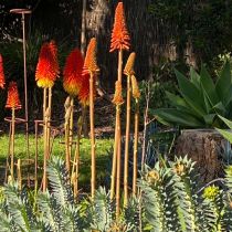 Annies garden - Red hot pokers
