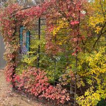 Annies garden - autumn colour