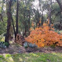 Annies garden - autumn colour with logs