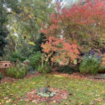 Annies garden - autumn colour with pot