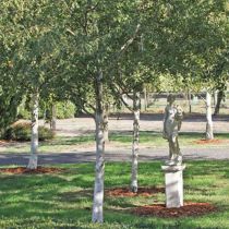 Waterview_Birches and statue.JPG