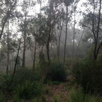 Cox_mist in eucalypts.jpg