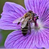 Bee on purple flower - credit https://pixabay.com/