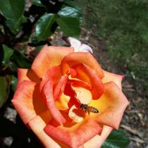 Bee on orange rose