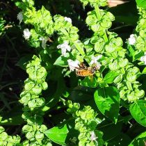 Bee pollinating basil