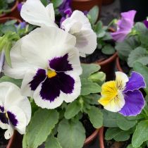 Pansy - white with purple centre