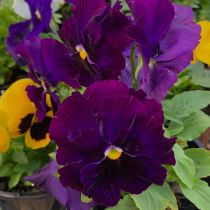 Pansy - rich velvety purple with yellow centre