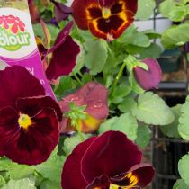 Pansy - red with yellow throat