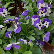 Pansy - lilac with white markings