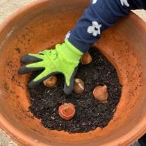 First layer of potting mix - then bulbs or tulips or hyacinths