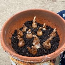 Second layer of potting mix - then the bulbs of daffodils, anemone or grape hyacinths