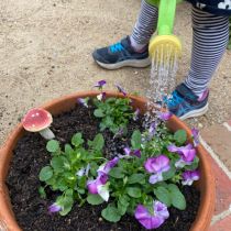Top up with potting mix, and plant something like viola seedlings