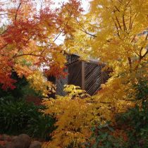Autumn colour in Maldon - Jan Warracke