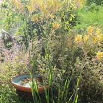 Shirley Carn's garden bird bath and kangaroo paws