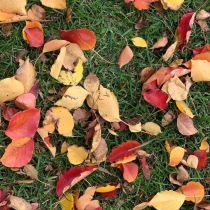 Ornamental pear - fallen leaves