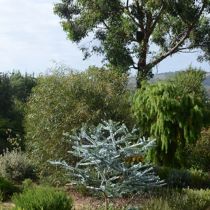 Shirley Carn's garden young grey eucalypt and vista