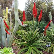 Suealoe - showing red pokers