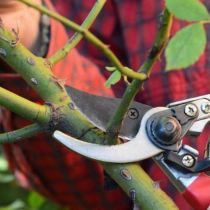 Rose pruning - close up
