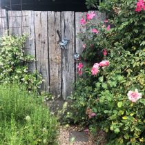 Rose bush - Deborah's garden in Malmsbury