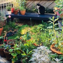 Balcony & small courtyard - submitted by Joanna Pierce