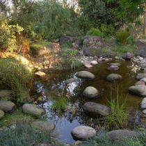 Hanson garden - pond and rocks