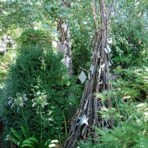Cameron House teepee and birch