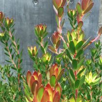 Leucadendron - with pink