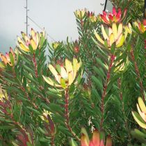 Leucadendron - with pink