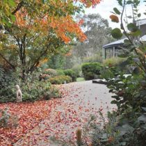 The Linden entry path and autumn leaves
