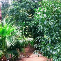 Acacia Ridge - rainforest