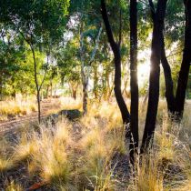 Red Gums - gums and grasses