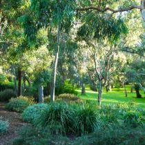 Red Gums - trees and path