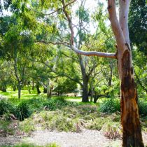 Red Gums - trees with underplanting