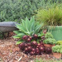 Annie's Garden wheelbarrow and succulents