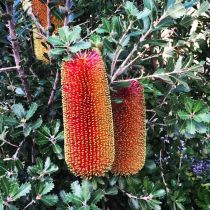 Natives in bloom - gorgeous Banksia praemorsa