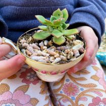 Kids corner succulents - in a teacup
