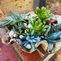 Kids corner succulents - in a clamshell pot