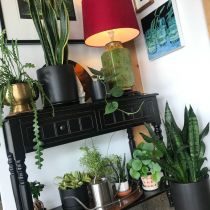 Collection of Indoor Plants