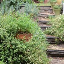 Annie's Garden stairs and border