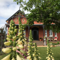 foxgloves in front of church clunes.png