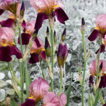 Spring - Bearded Iris