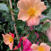Rosa Mutabilis peachy colour close up