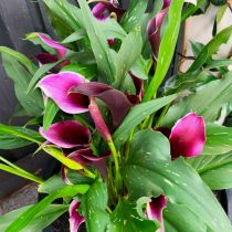 Purple pink Calla lily
