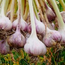 How-to-Grow-Garlic-FB-Image.jpeg