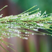 Pine needles after rain2.jpg