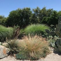 La Serre grasses cactus rock