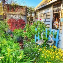 spring in seaford garden.jpeg
