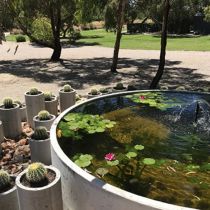 La Serre pond and cacti