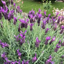 Spanish lavender (lavandula stoechas).jpeg